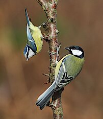 Deux petits oiseaux sur une branche