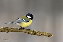 un petit oiseau - crédit R.clerc