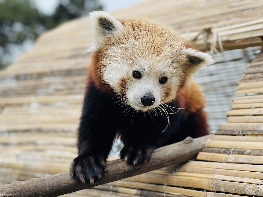 Un nouveau compagnon pour Yuan, le panda roux